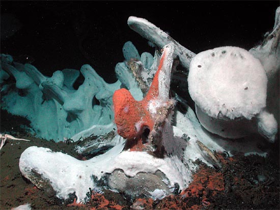 Orange microbes coat the skeleton of a whale that fell to the seafloor off California.
